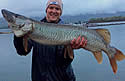 bigmuskie