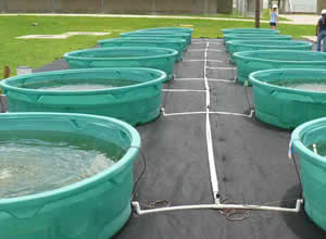 biofuel algae nitrates wastewater phosphorous