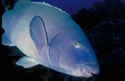 bluegrouper