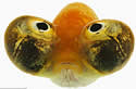 bubblegoldfish