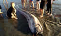 caoarfish