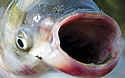 carpmouth