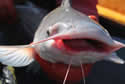 catfish