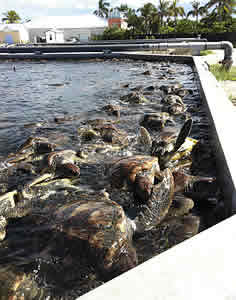 cayman island turtle farm overcrowding neglect