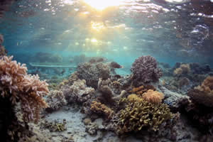 chemical warfare coral seaweed