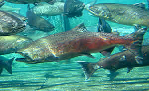 chinook salmon migration