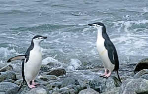 chinstrap penguins
