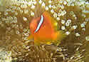 clownfish
