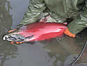 cohosalmon