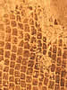 colorfossil