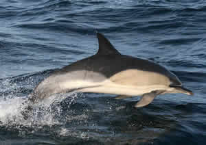 common dolphin