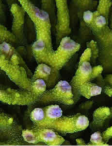 coral photoprotective purple chromoprotein