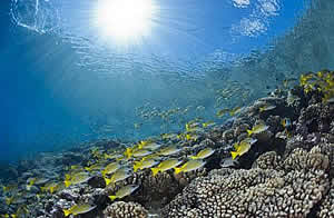 coral reef bleaching