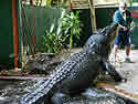 crocdundee