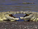 crocfun