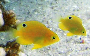 damsel fish spot predator behavior