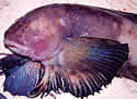 deepfish