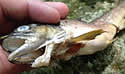 deformedtrout