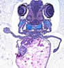 developmentalcell