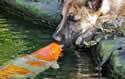dogfish