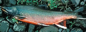 dolly varden migration