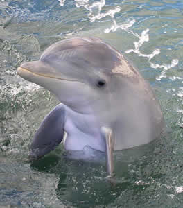 dolphin breath health