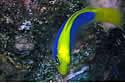 dottyback