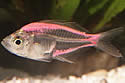 dyefish