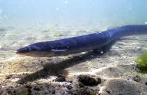 european eel