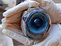eyeball