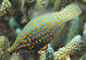 filefish