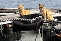fishfarmcats