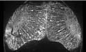 fishneuron