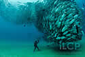 fishtornado