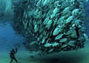 fishtornadobaja