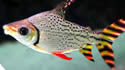 flagtailfish