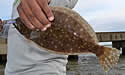 flounderbite