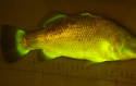 flourescentfish