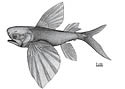 flyingfish