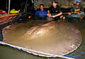 freshwaterstingray