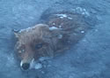 frozenfox