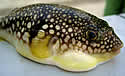 fugu