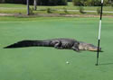 gatorgolf