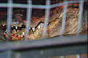 gatornab