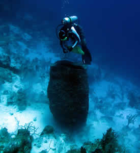 giant barrel sponge