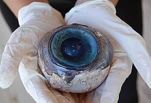 giant mystery eyeball swordfish florida beach