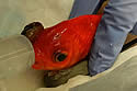 goldfish-operation