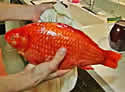 goldfish