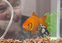 goldfishalive
