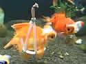 goldfishwheelchair